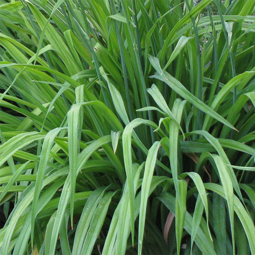 Hemerocallis Invictus - Daylily (Foliage)