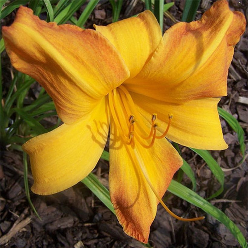 Hemerocallis Invictus - Daylily (Flowering)
