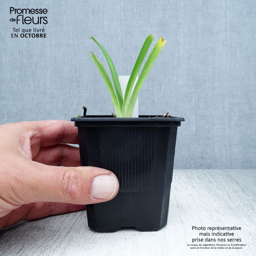 Hemerocallis Iron Gate Glacier - Daylily 8/9 cm pot sample as delivered in autumn
