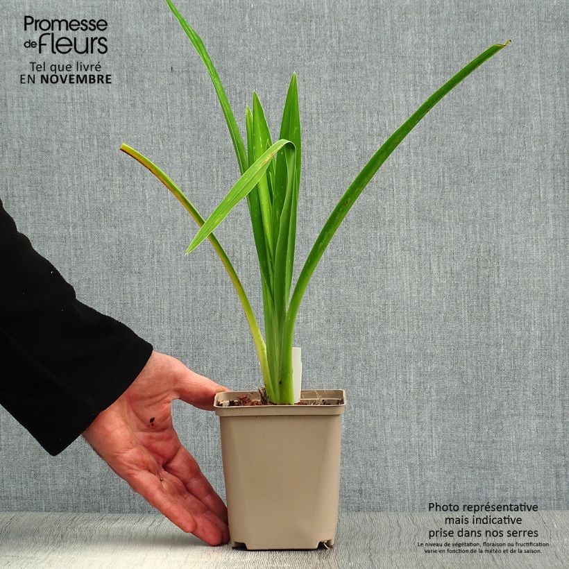 Hemerocallis Joan Senior - Daylily 8/9 cm pot sample as delivered in autumn