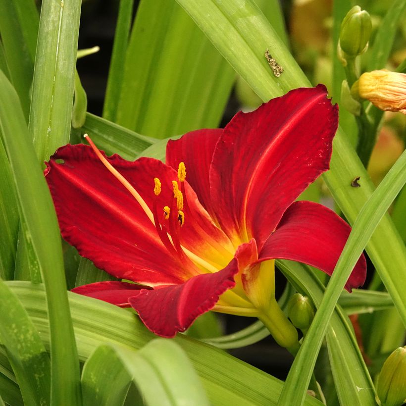 Hemerocallis Jolly Hearts - Daylily (Flowering)