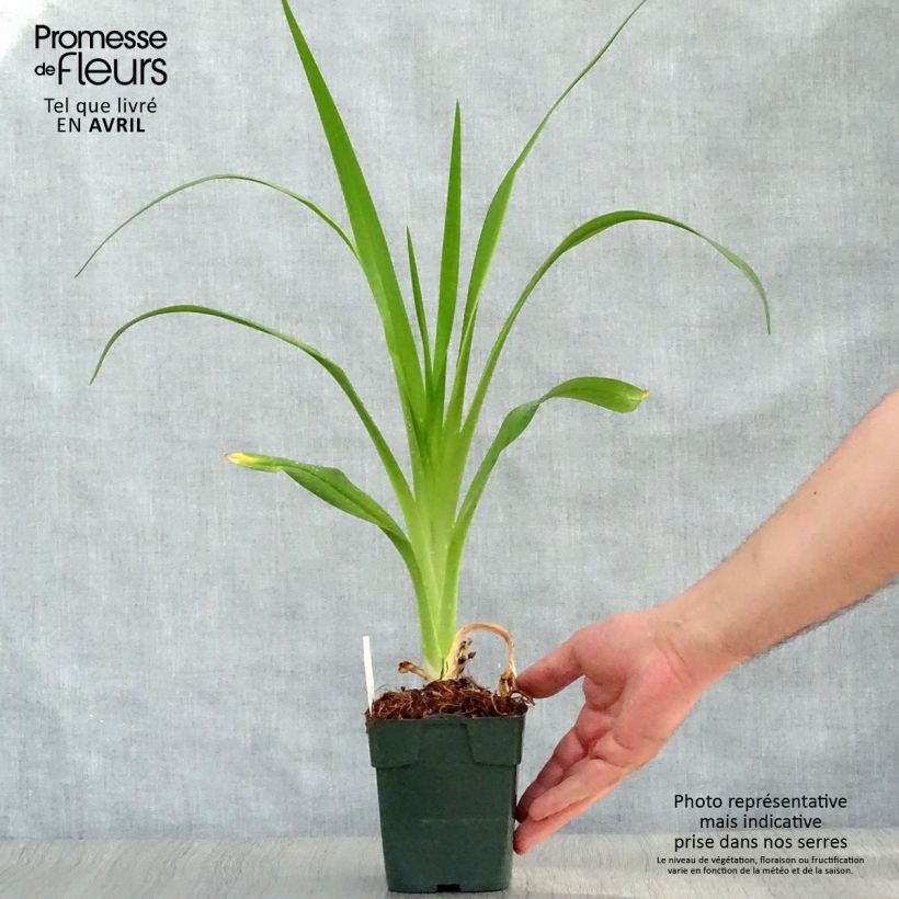 Hemerocallis Jolly Hearts - Daylily 8/9 cm pot sample as delivered in spring