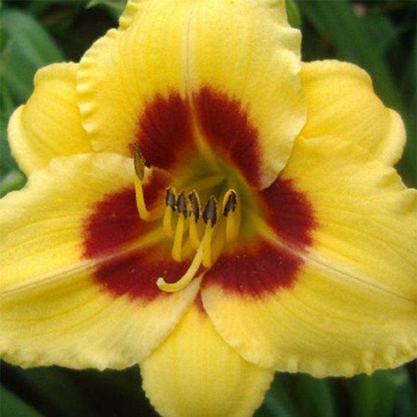 Hemerocallis Little Cadet - Daylily (Flowering)