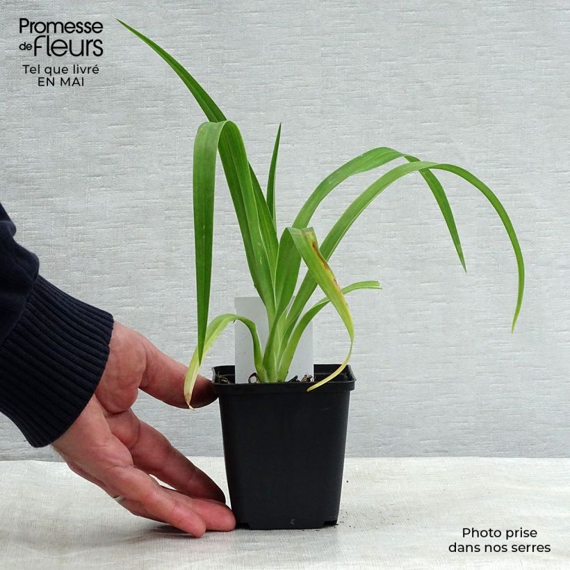 Hemerocallis Luxury Lace - Daylily 8/9 cm pot sample as delivered in spring