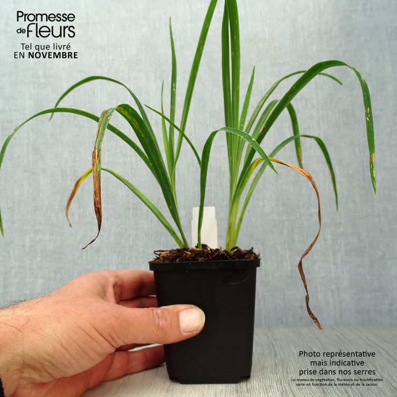 Hemerocallis Luxury Lace - Daylily 8/9 cm pot sample as delivered in autumn