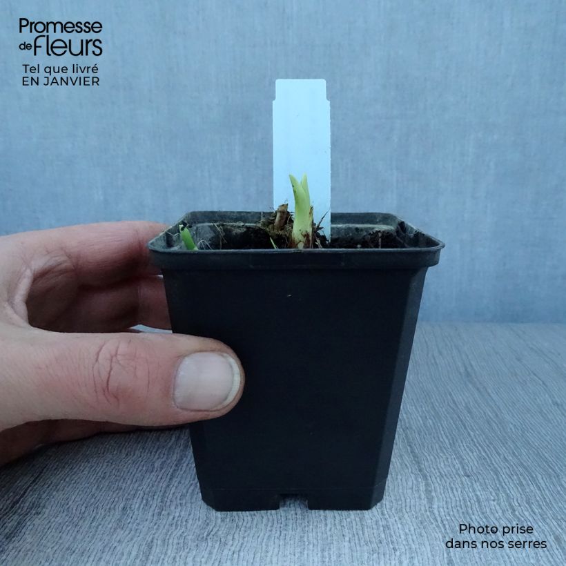 Hemerocallis Margaret Perry - Daylily 8/9 cm pot sample as delivered in winter