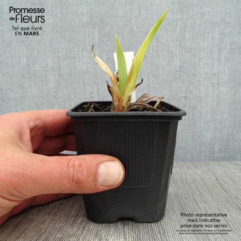 Hemerocallis Mildred Mitchell - Daylily 8/9 cm pot sample as delivered in winter