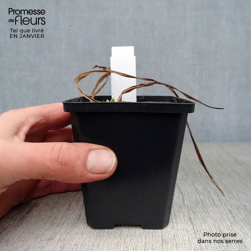 Hemerocallis Mini Pearl - Daylily 8/9 cm pot sample as delivered in winter