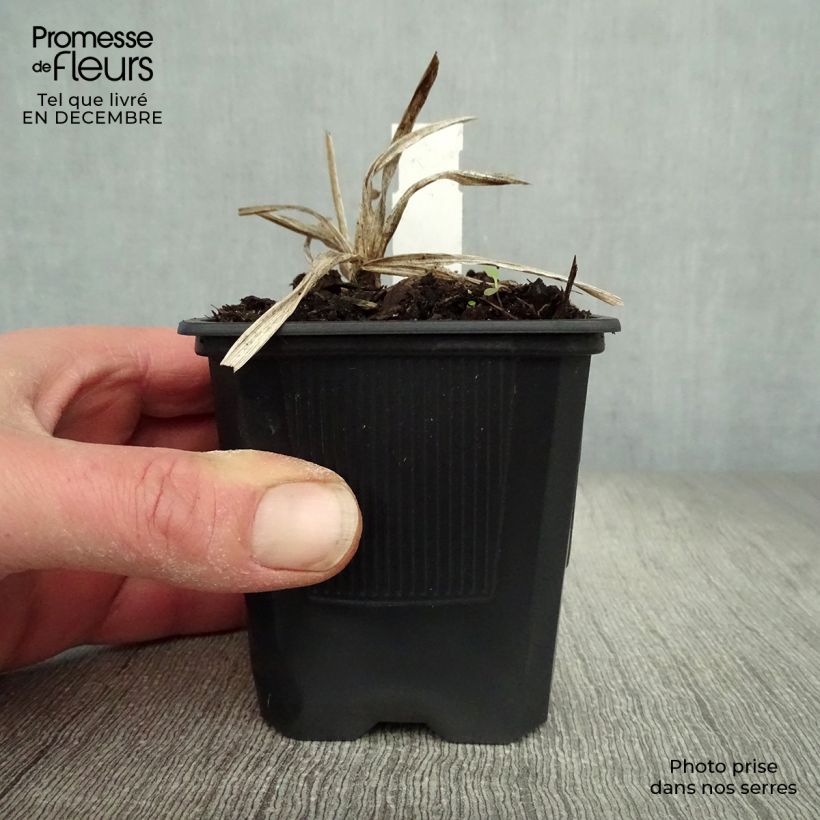 Hemerocallis Neyron Rose - Daylily 8/9 cm pot sample as delivered in winter