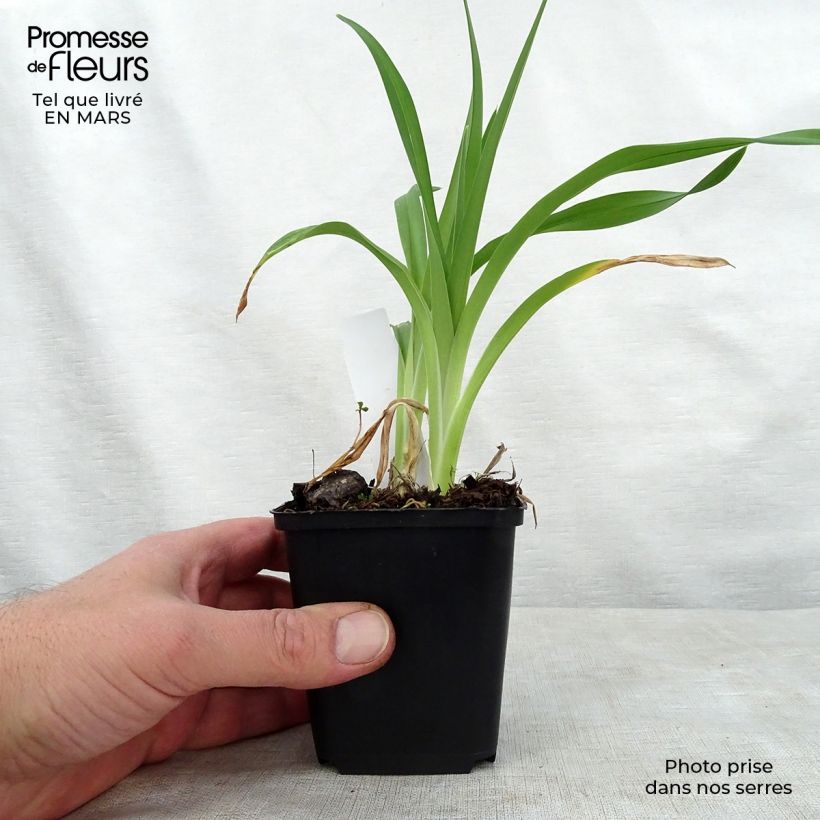 Hemerocallis Night Embers - Daylily 1L/1.5L pot sample as delivered in spring