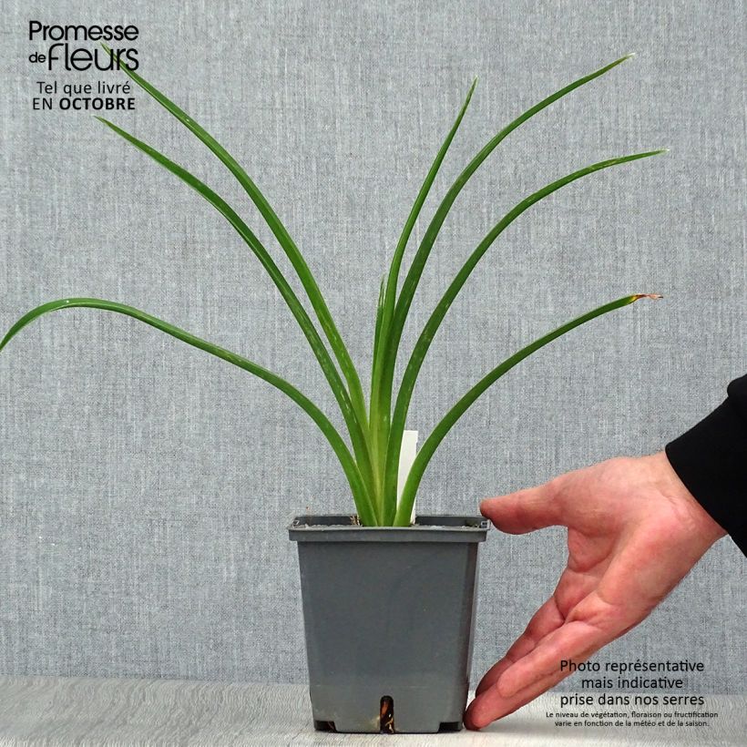 Hemerocallis Night Embers - Daylily 1L/1.5L pot sample as delivered in autumn