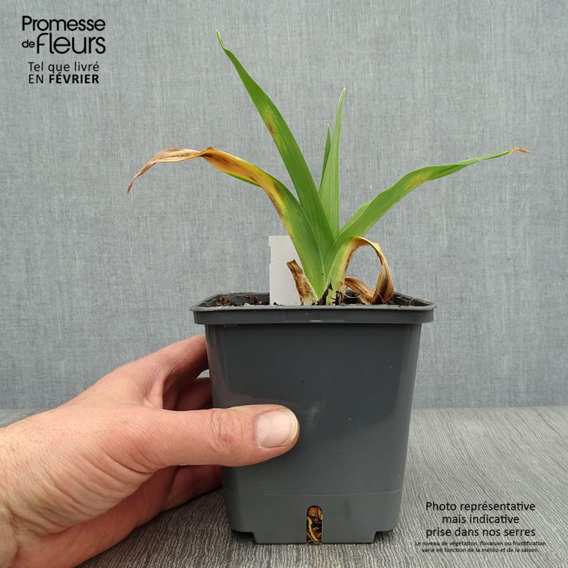 Hemerocallis Night Embers - Daylily 1L/1.5L pot sample as delivered in winter