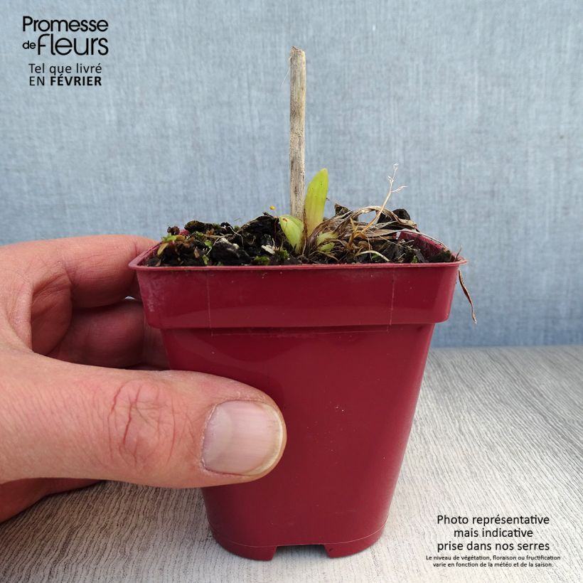 Hemerocallis Orange Prelude - Daylily 8/9 cm pot sample as delivered in winter