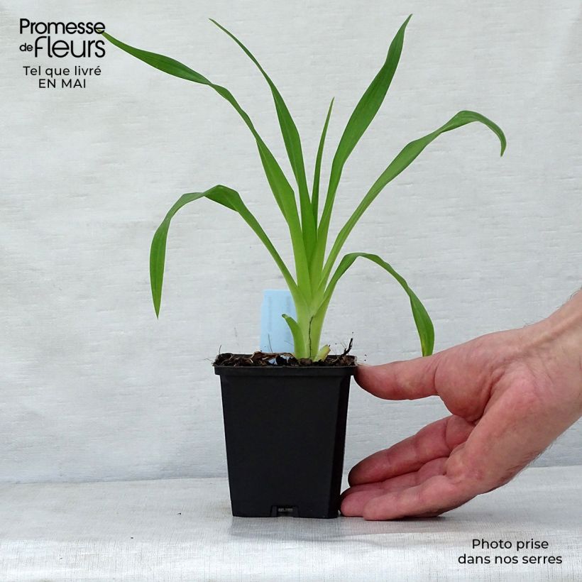 Hemerocallis Pardon Me - Daylily 8/9 cm pot sample as delivered in spring