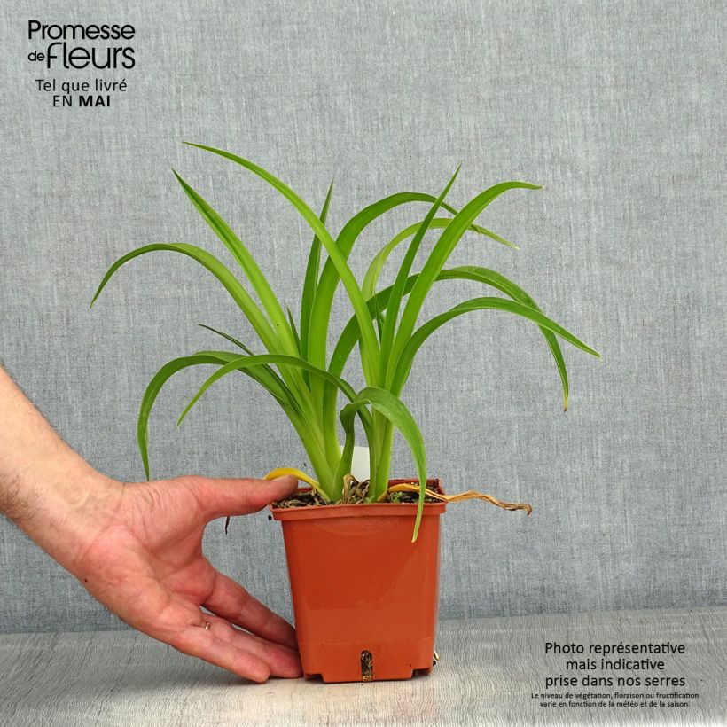 Hemerocallis Piano Man - Daylily 1L/1.5L pot sample as delivered in spring