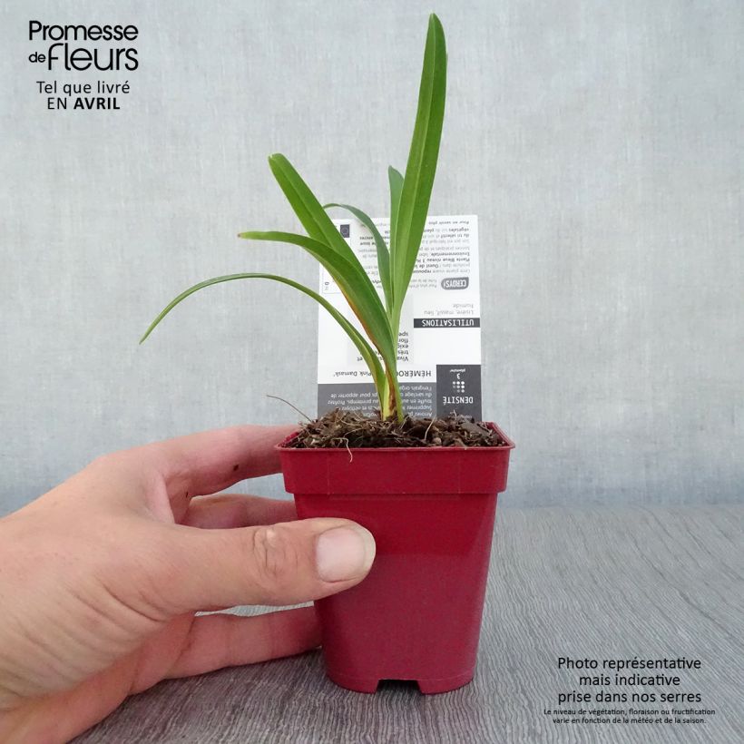 Hemerocallis Pink Damask - Daylily 8/9 cm pot sample as delivered in spring