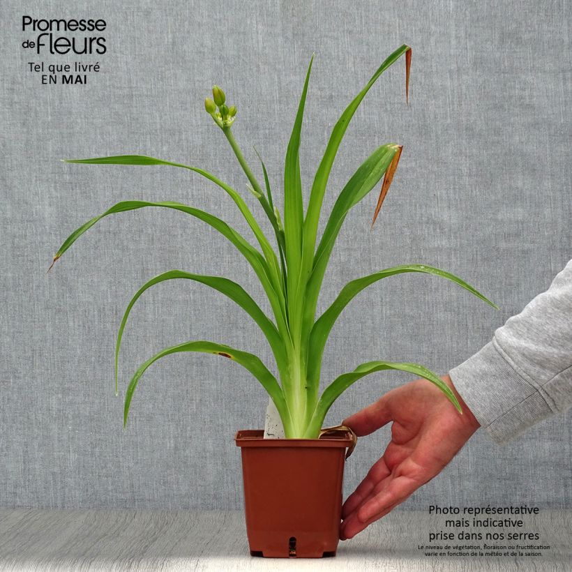 Hemerocallis Poogie - Daylily 1L/1.5L pot sample as delivered in spring