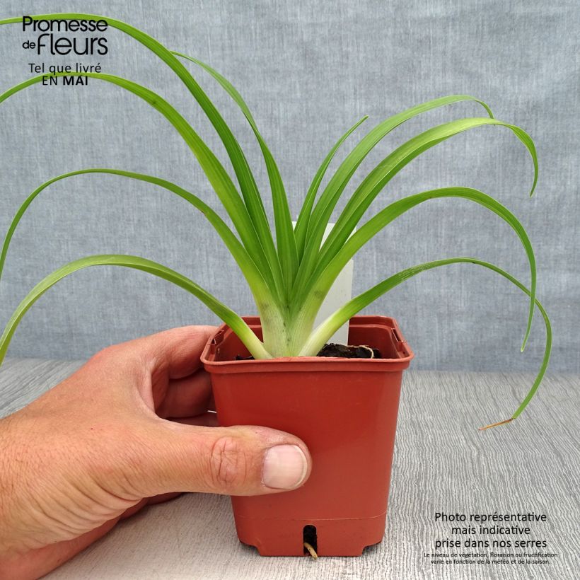 Hemerocallis Roswitha - Daylily 8/9 cm pot sample as delivered in spring