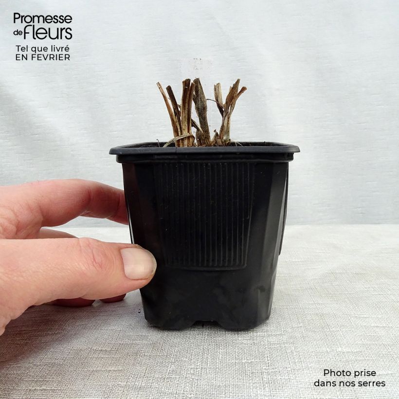 Hemerocallis Rosy Returns - Daylily 8/9 cm pot sample as delivered in winter