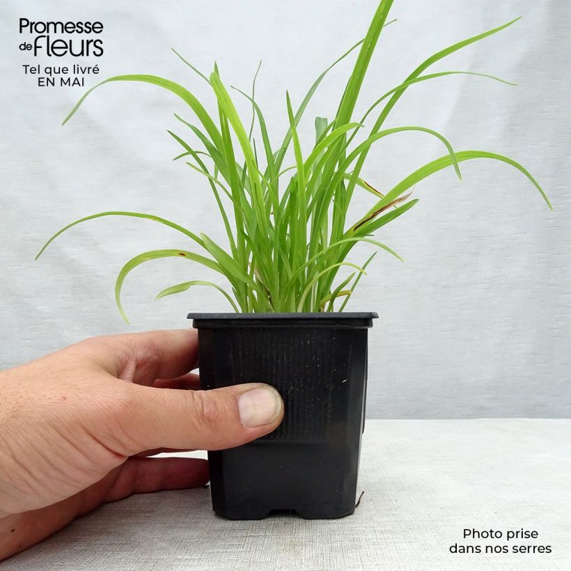 Hemerocallis Sammy Russel - Daylily 8/9 cm pot sample as delivered in spring
