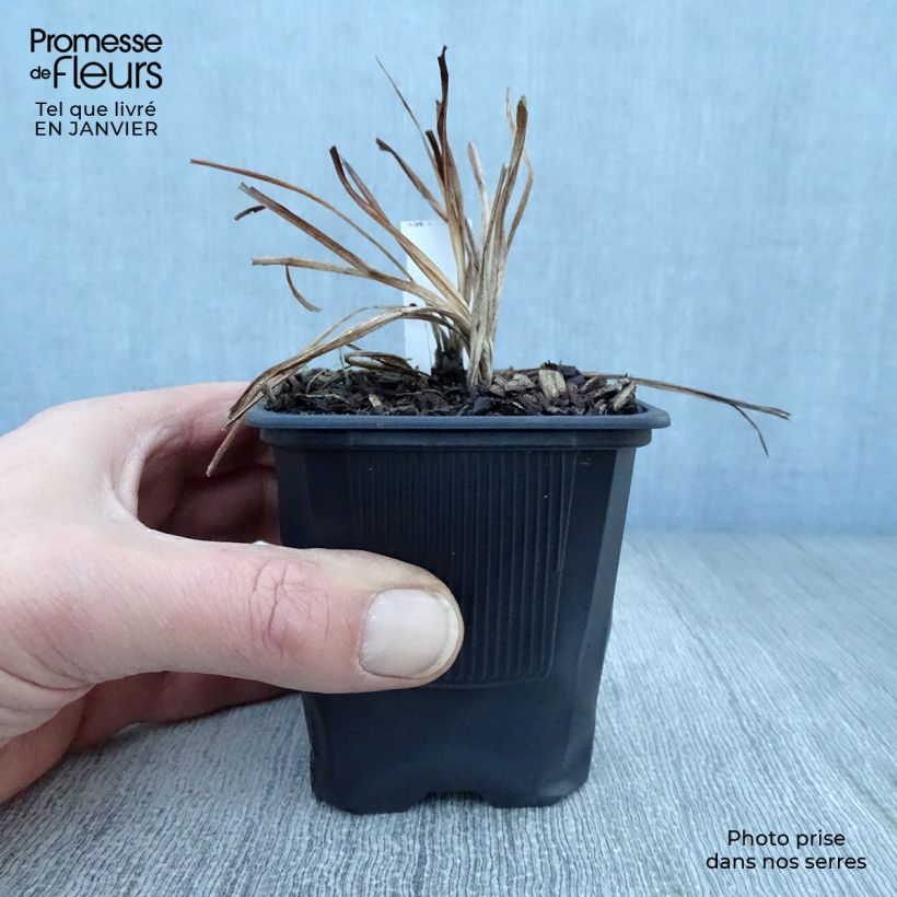 Hemerocallis Shooting Star - Daylily 8/9 cm pot sample as delivered in winter