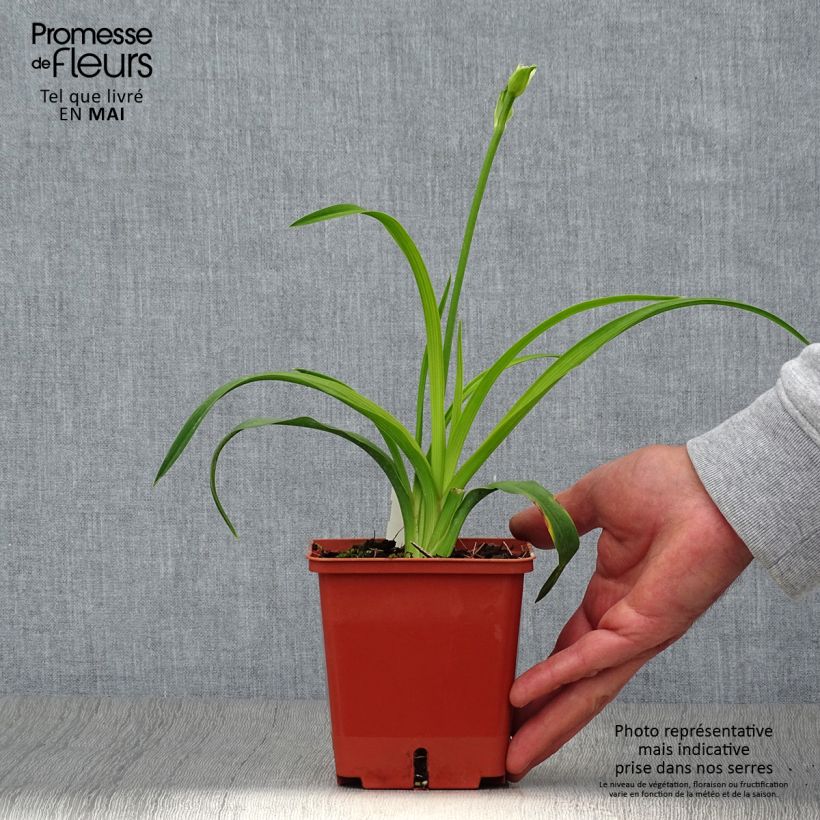 Hemerocallis Siloam Double Classic - Daylily 1L/1.5L pot sample as delivered in spring