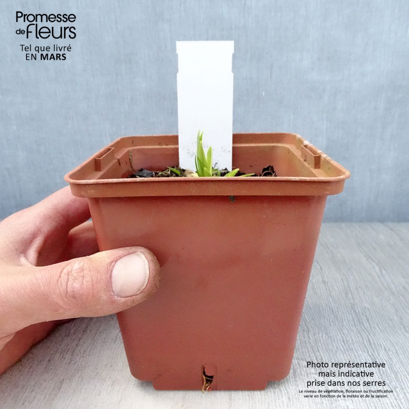 Hemerocallis Siloam Ribbon Candy - Daylily 1L/1.5L pot sample as delivered in spring