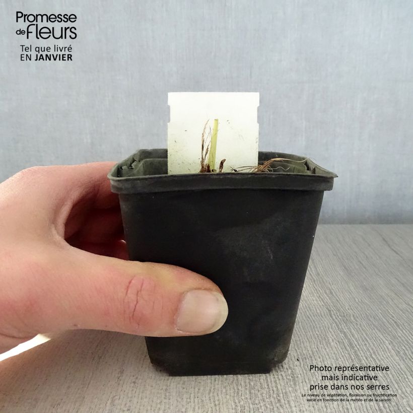 Hemerocallis Snowy Apparition - Daylily 8/9 cm pot sample as delivered in winter