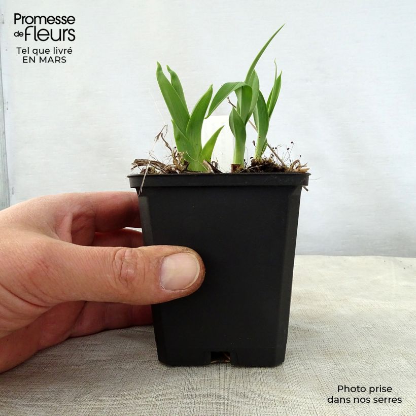 Hemerocallis Snowy Apparition - Daylily 8/9 cm pot sample as delivered in spring