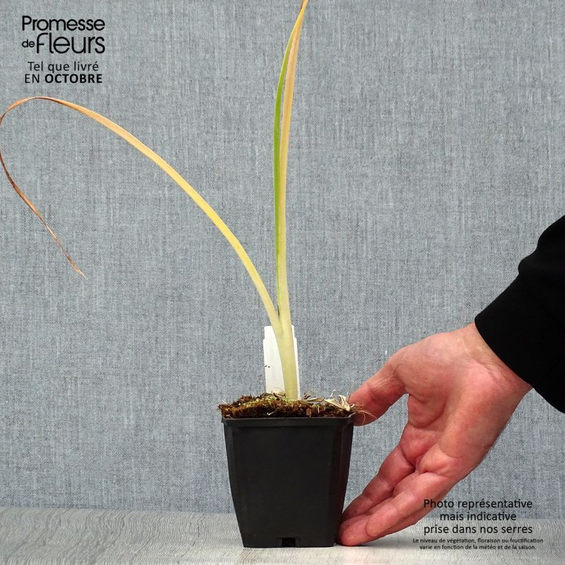 Hemerocallis Snowy Apparition - Daylily 8/9 cm pot sample as delivered in autumn