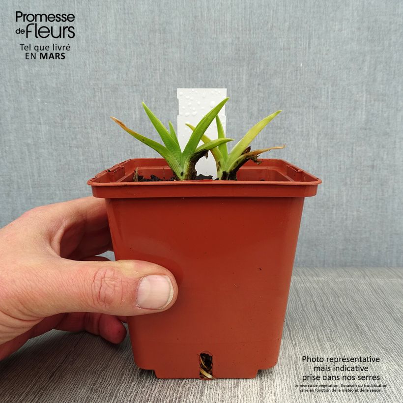 Hemerocallis Snowy Eyes - Daylily 1L/1.5L pot sample as delivered in winter