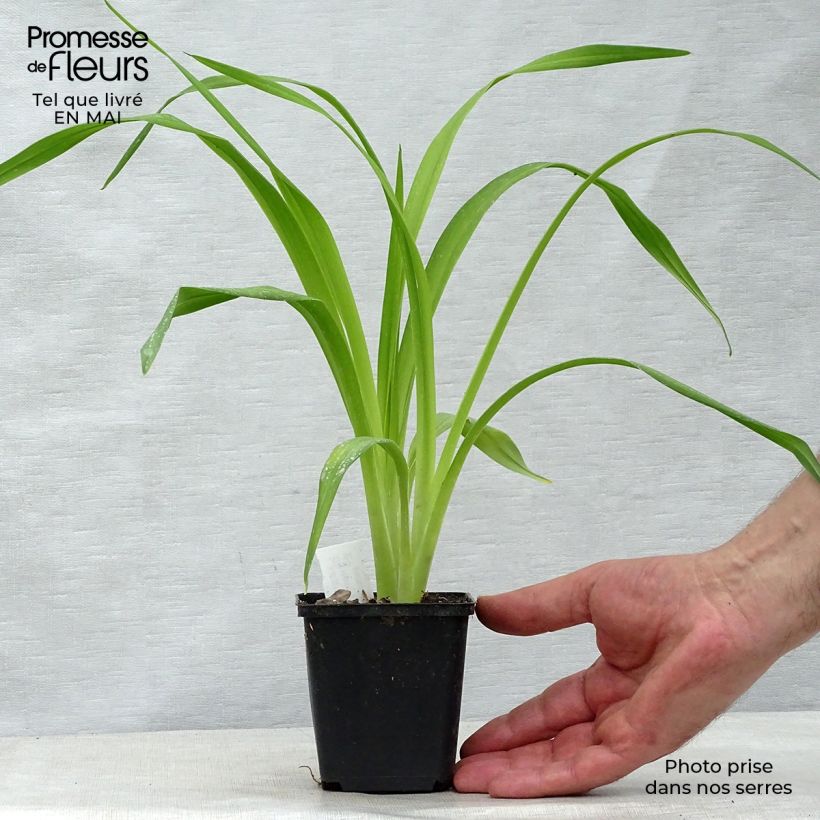 Hemerocallis South Seas - Daylily 8/9 cm pot sample as delivered in spring