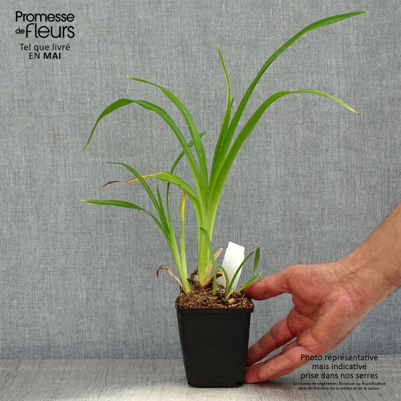 Hemerocallis Spacecoast Starburst - Daylily 8/9 cm pot sample as delivered in spring