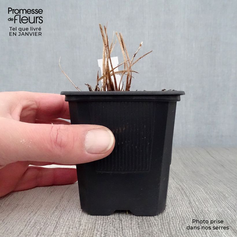 Hemerocallis Stella de Oro - Daylily 8/9 cm pot sample as delivered in winter