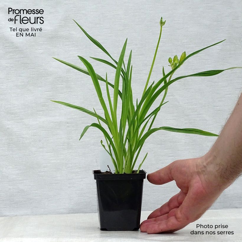 Hemerocallis Stella de Oro - Daylily 8/9 cm pot sample as delivered in spring