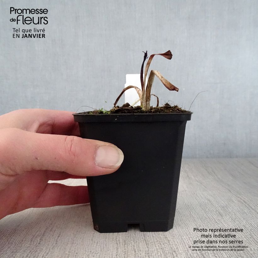 Hemerocallis Strawberry Candy - Daylily 8/9 cm pot sample as delivered in winter