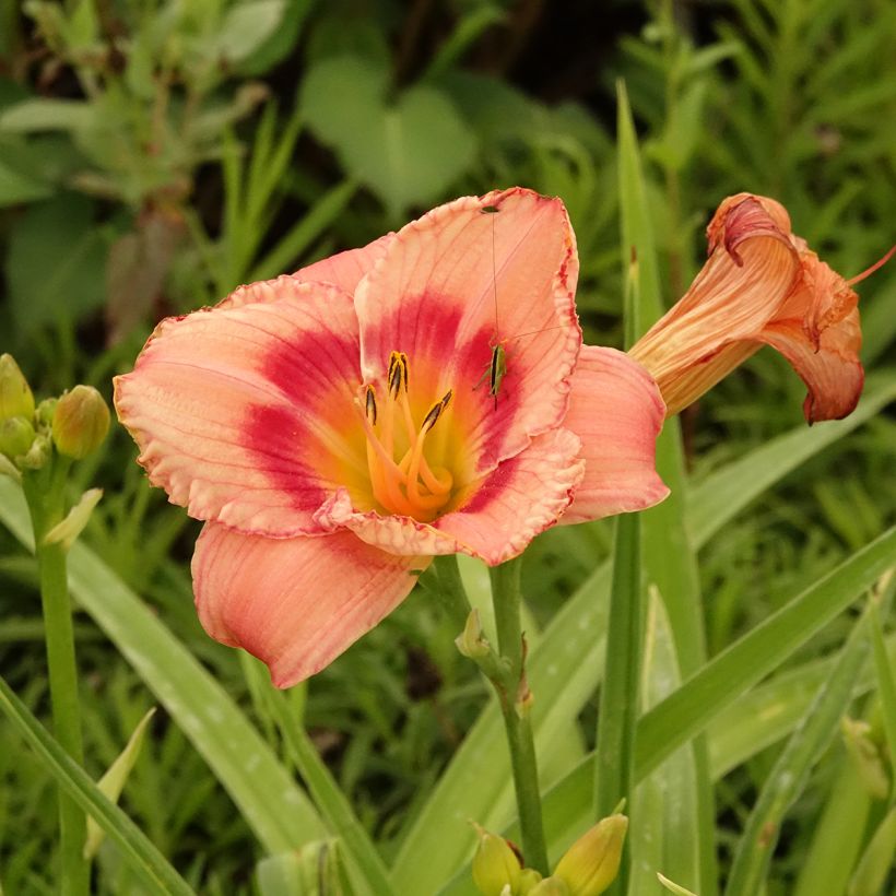 Hemerocallis Strawberry Candy - Daylily (Flowering)
