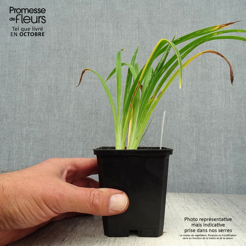 Hemerocallis Strawberry Candy - Daylily 8/9 cm pot sample as delivered in autumn