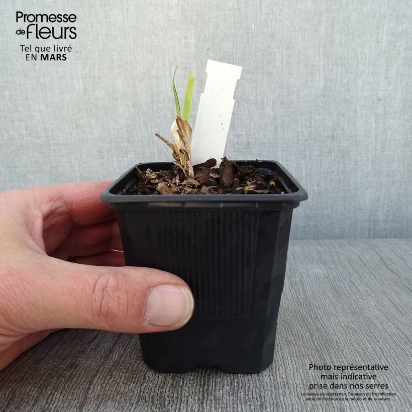 Hemerocallis Strawberry Fields Forever - Daylily 8/9 cm pot sample as delivered in winter