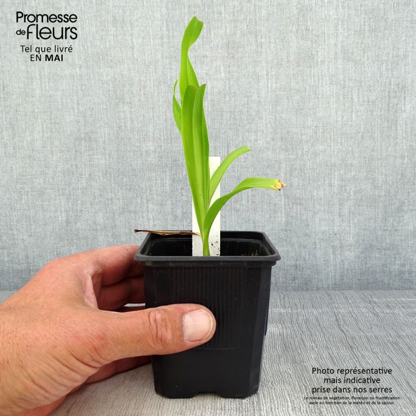 Hemerocallis Sugar Candy - Daylily 8/9 cm pot sample as delivered in spring