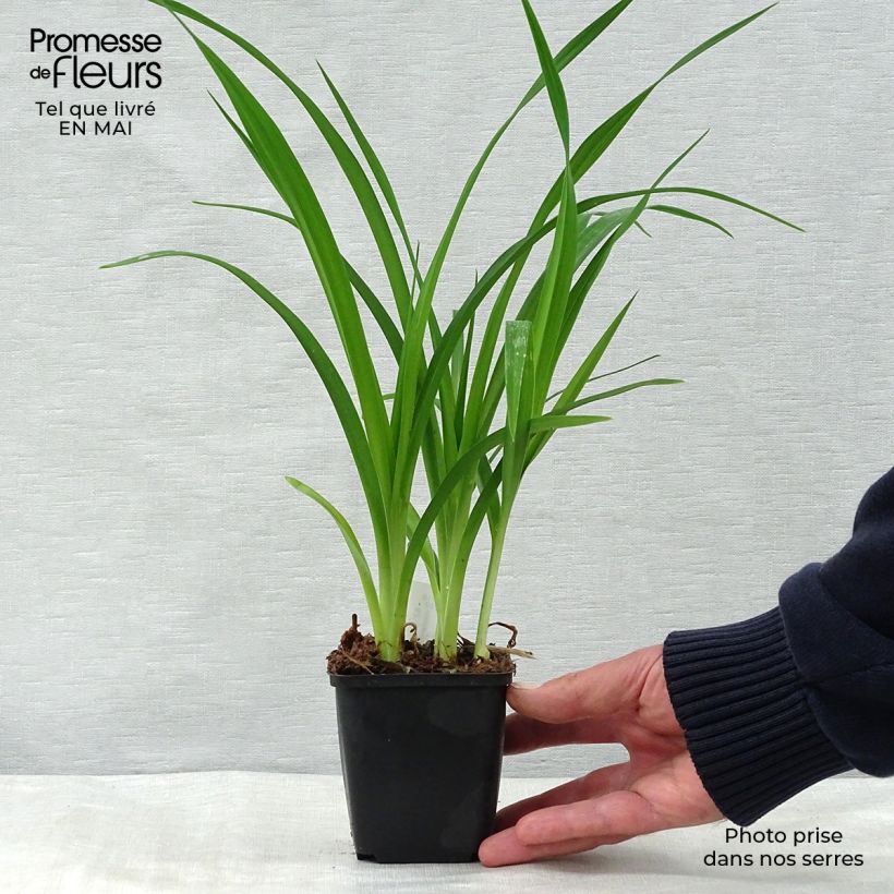 Hemerocallis Summer Wine - Daylily 8/9 cm pot sample as delivered in spring