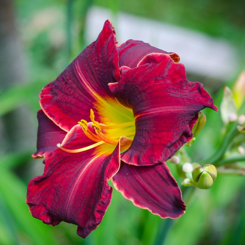 Hemerocallis Sweet Hot Chocolate - Daylily (Flowering)