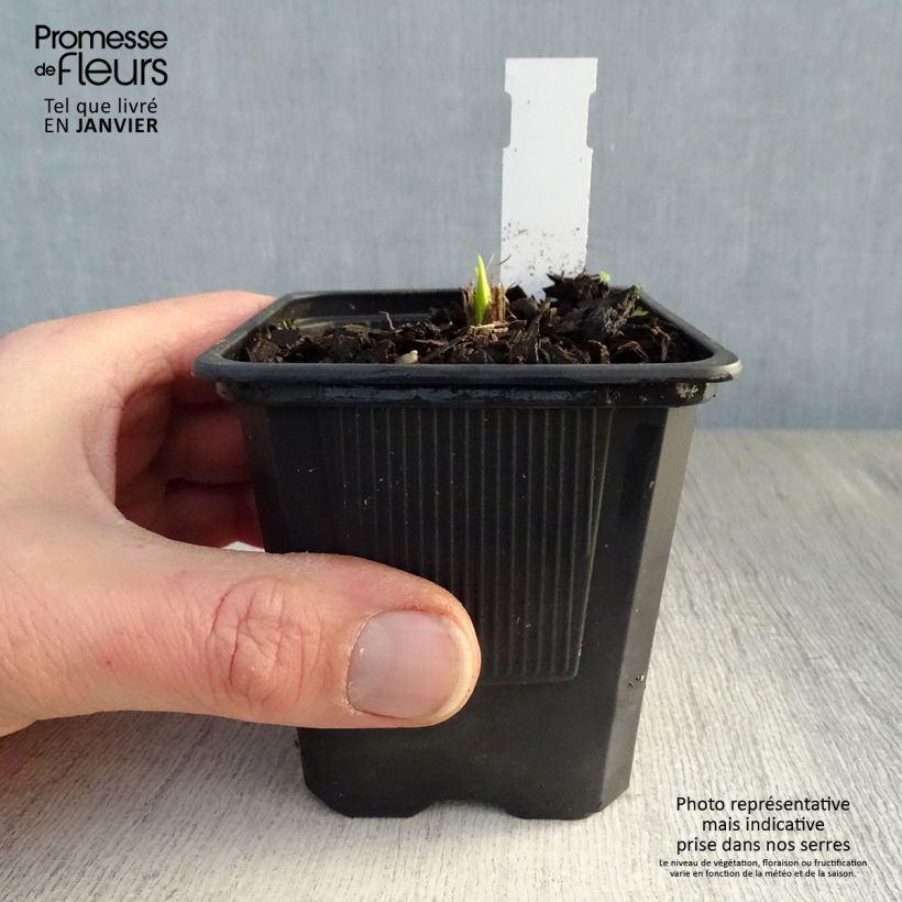 Hemerocallis Thumbelina - Daylily 8/9 cm pot sample as delivered in winter