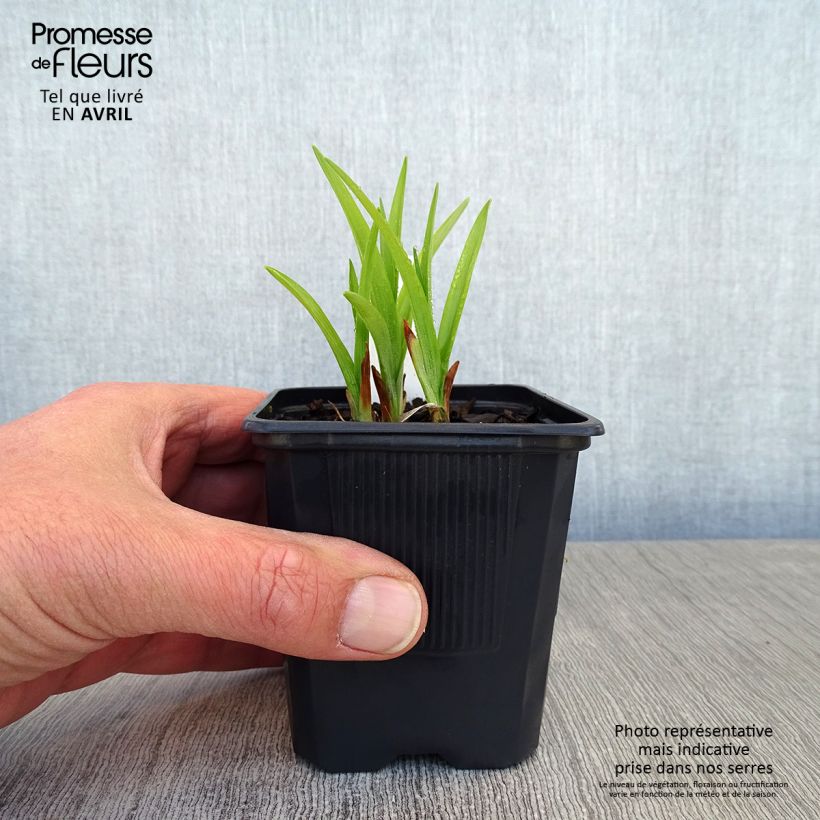 Hemerocallis Thumbelina - Daylily 8/9 cm pot sample as delivered in spring