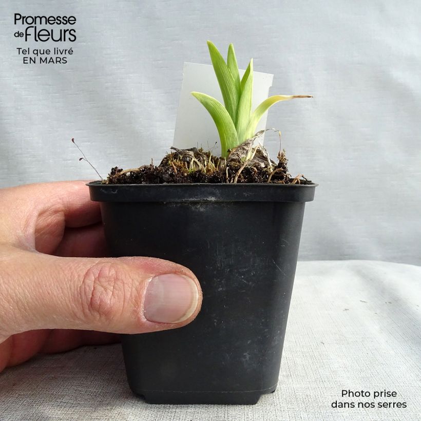 Hemerocallis White Temptation - Daylily 8/9 cm pot sample as delivered in spring