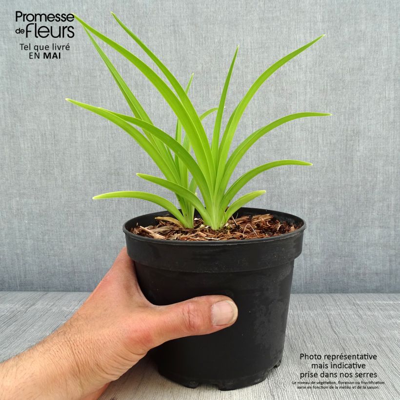 Hemerocallis White Temptation - Daylily 2L/3L pot sample as delivered in spring