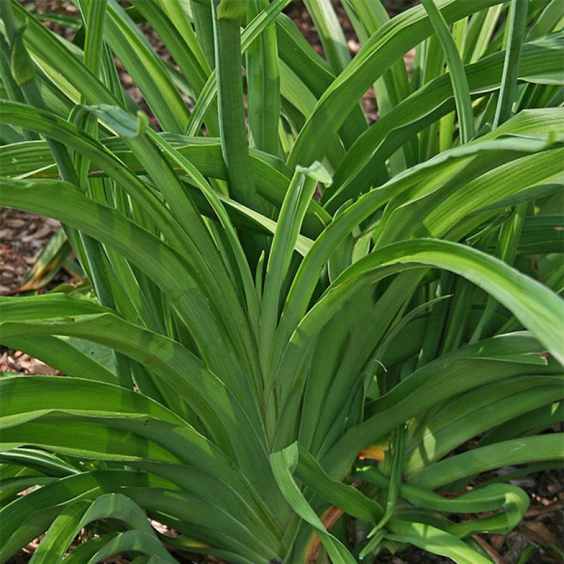 Hemerocallis Yasmin - Daylily (Foliage)