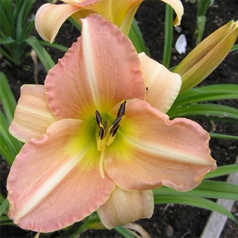 Hemerocallis Yasmin - Daylily (Flowering)