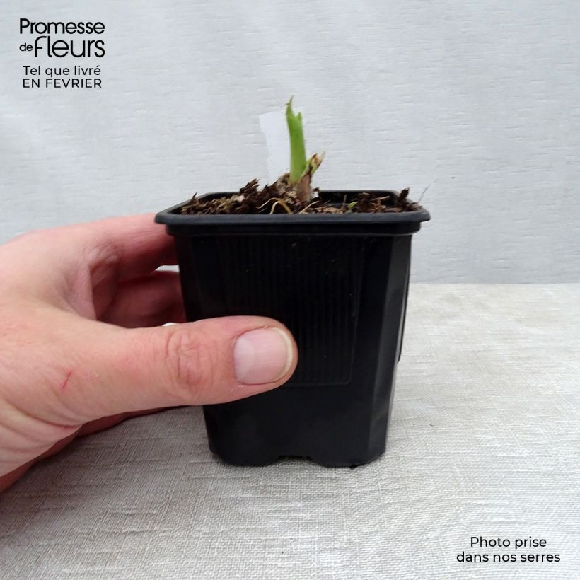Hemerocallis fulva Flore Pleno - Daylily 8/9 cm pot sample as delivered in winter
