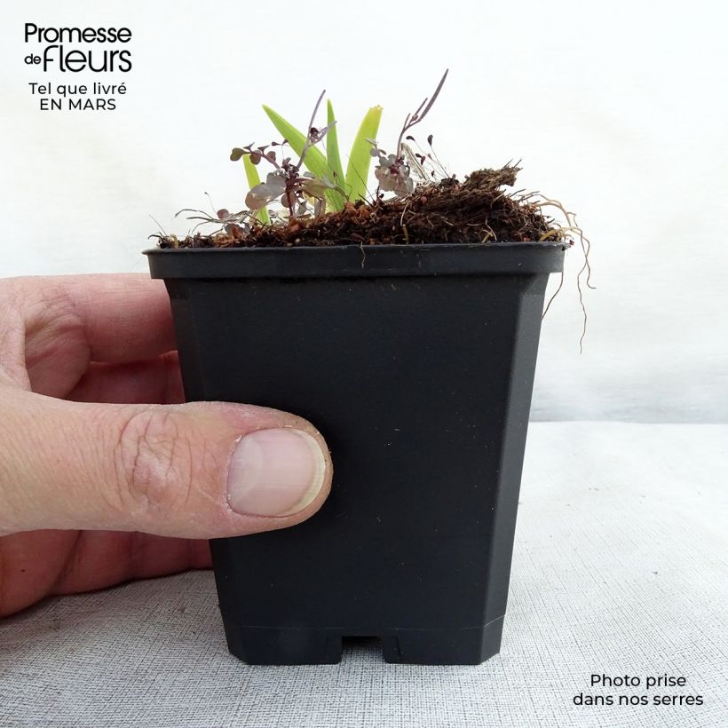 Hemerocallis fulva - Daylily 8/9 cm pot sample as delivered in spring